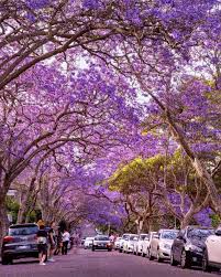 Xanthorrhoea australis large spray of long stiff leaves.trunks up to 5' (1.5m) in very old. Amazing Purple Jacaranda Trees In Bloom Sydney Australia Beamazed Jacaranda Tree Purple Trees Flowering Trees