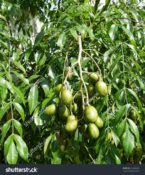 Image result for Spondias