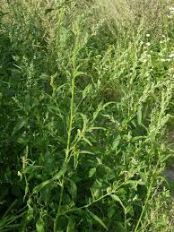 Image result for Atriplex patula