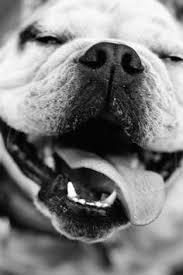 Bring to your first appointment. Wisdom Pets Wisdompets Profile Pinterest