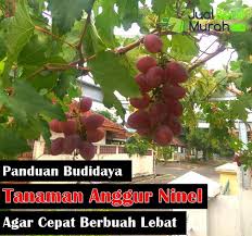 We did not find results for: 7 Panduan Mudah Budidaya Tanaman Anggur Ninel Agar Mampu Tumbuh Optimal Dan Cepat Berbuah Jualbenihmurah Com