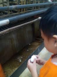 Kepopuleran ini menjadi hal unik. Memanen Telur Ayam Picture Of Jendela Alam Bandung Tripadvisor