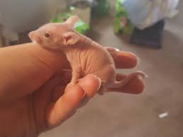 In a study on the. Best Hairless Rats For Sale In Bedford County Pennsylvania For 2021