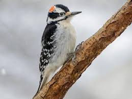 The downy woodpecker is the smallest and most prevalent woodpecker in north america. Hairy Woodpecker Dryobates Villosus Birds Of The World