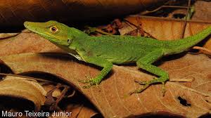 Image result for Anolis punctatus