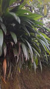 Image result for Molineria