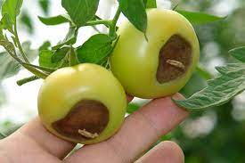 Check spelling or type a new query. Garden Myth Tums For Tomatoes Laidback Gardener