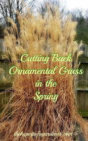 Trimming Ornamental Grasses A Bungee Cord Happiness Ornamental Grass Landscape Ornamental Grasses Grasses Landscaping