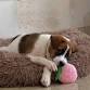 15th November 2:30 PM Puppy Yoga Canggu event image