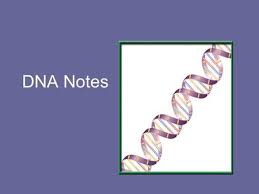 The building blocks of dna are nucleotides, which are made up of three parts: Dna The Double Helix Answer Key Ppt Video Online Download