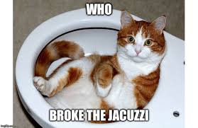 Let's face it, cats are the unofficial mascots of the internet. Funny Cat Memes Imgflip