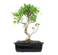 Ficus Bonsai — Cactus & Tropicals