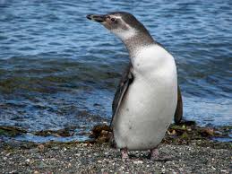 Image result for penguin