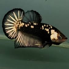Pin On Betta