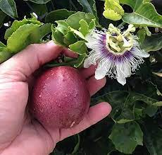 Red Rover Passiflora Edulis Edible Purple Passion Flower Fruit Passion Fruit Plant Fruit Plants Passion Flower Plant
