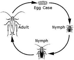 The Life Cycle Of The Cockroach Life Cycles Animal Life Cycles Cockroaches