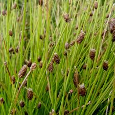 Image result for Eleocharis geniculata