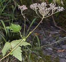 Image result for Landolphia foretiana