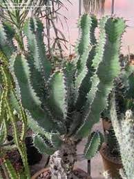 Sometimes they have little buddies growing around their base. So That S Not A Cactus Dave S Garden