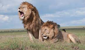 La melena de un león macho adulto es realmente impresionante, la longitud del cabello puede ser de cuarenta centímetros o más. 0wccqg08bn45im