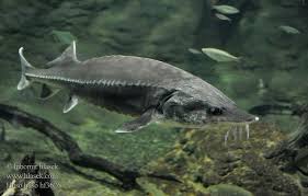 Pasttenses is best for checking english translation of german terms. Huso Huso Esturjao Branco à¸›à¸¥à¸²à¸ªà¹€à¸•à¸­à¸£ à¹€à¸ˆ à¸¢à¸™à¸‚à¸²à¸§ Beluga Vyza Velka Europaischer Hausen Bieluga Vyza VeÄ¾ka Viza Beluga Belouga Belugasteur Morun Fish Pet Beluga Pets
