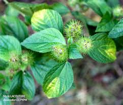 Image result for Acalypha paucifolia