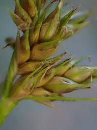 Image result for Carex leptosaccus