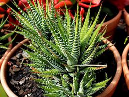 We did not find results for: How To Remove Offsets From A Zebra Plant World Of Succulents