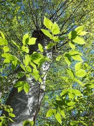 Image result for Celtis africana
