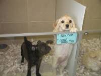 Animal Rights Protestors Call For Closure Of Mohegan Pet Store The Examiner News