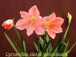 Image result for Cyrtanthus galpinii