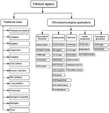 Be it any time of the day, you can access talenticks in seconds on any mobile device (including smartphones and tablets), get all the insights you want, make any changes you desire and keep on improving the hr aspects of your business while fulfilling your. Phytochemical Profile And Pharmacological Properties Of Trifolium Repens In Journal Of Basic And Clinical Physiology And Pharmacology Ahead Of Print
