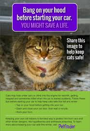 The biggest issue living with cats in a small space is where to put the litter box. Keep Your Cat Safe From This Common Winter Danger Petfinder