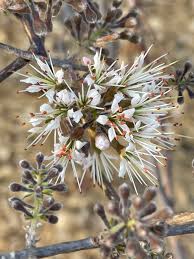 Image result for Combretum mossambicense
