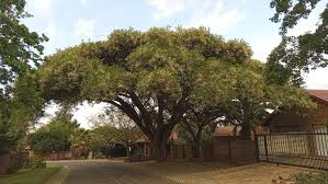 Image result for Stylochaeton borumensis