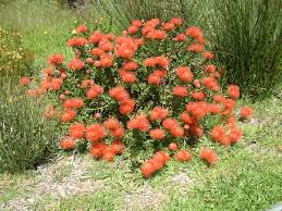 Image result for Leucospermum