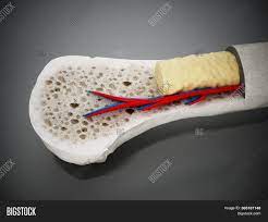 Compact bone is the outer layer and the spongy bone forms the inner layer. Cross Section Human Image Photo Free Trial Bigstock