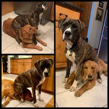 Trainpetdog.com has been visited by 10k+ users in the past month If It Sits It Fits One Of My Dogs Hates Sitting On A Cold Floor So When There S No Rug Around She Uses My Other Dog As A Cushion Whatswrongwithyourdog