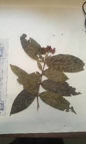 Image result for Ixora brachypoda