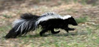 So, how does one properly dispose of the animal carcass? Legal Ways To Kill Skunks Squirrels Raccoons Woodchucks Other Pesky Animals Newyorkupstate Com