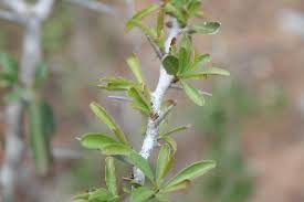 Image result for Putterlickia