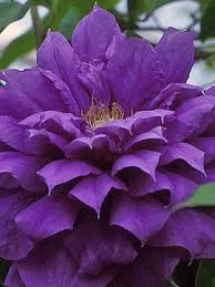 One you do not cut back just let leaves dry and fall off this old wood is what produces the flowers the next season, the other you can trim back and let vine grow back in spring. Clematis Franziska Maria 6 8max Early Summer To Early Fall Prune Group 2 Prune Top Growth By 1 3 In Late Win Purple Flowers Amazing Flowers Beautiful Flowers