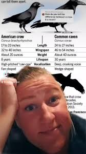 It's Crow and Raven Day! So here's a repost about how to tell them apart!!  #zookeeper #crow #raven #crowandravenday