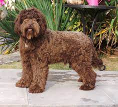Find labradoodles puppies & dogs for sale uk at the uk's largest independent free classifieds site. Pin On Labradoodles