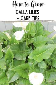 How To Grow Calla Lilies Caring For Calla Lilies White Lily Flower Calla Lily Lily Care