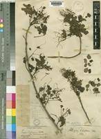 Image result for Albizia petersiana