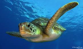 Image result for TURTLE