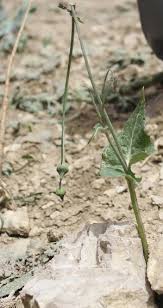 Image result for Sonchus luxurians