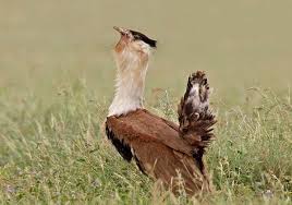 Résultat de recherche d'images pour "bustard"