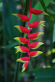Hanging Heliconia Flower Name Best Flower Wallpaper